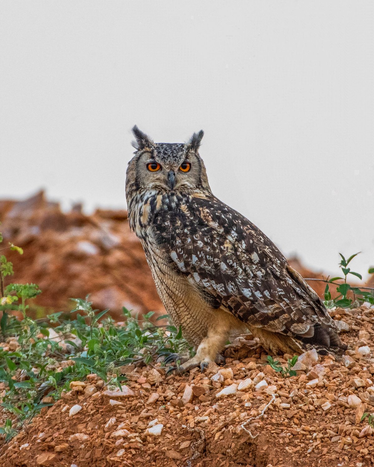 Indian eagle owl (5)